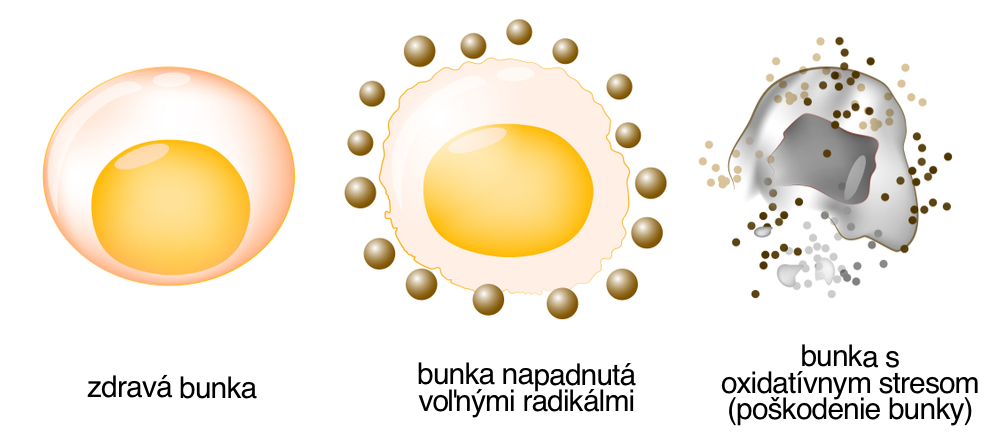 Napadnutie bunky voľnými radikálmi